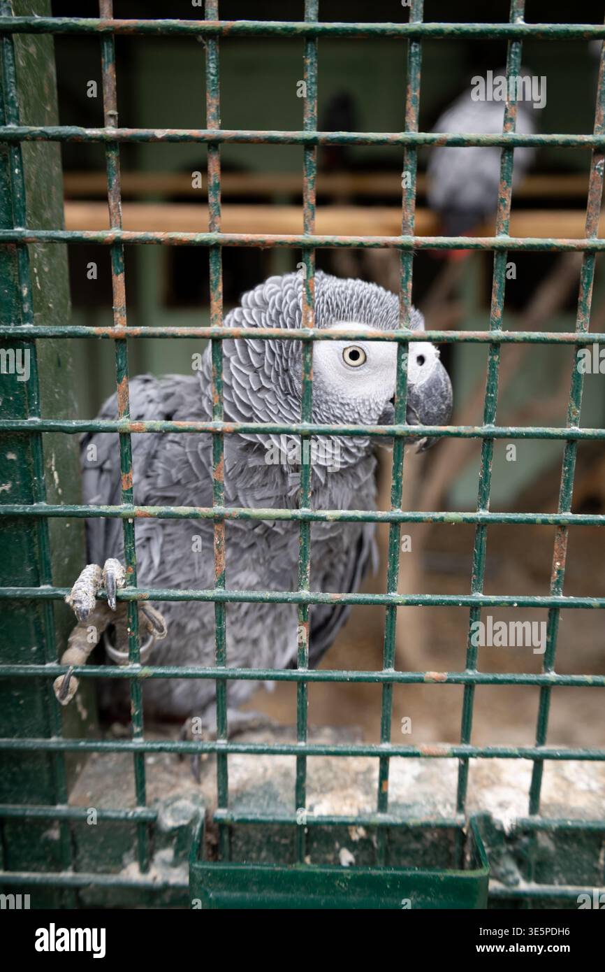 Un pappagallo in gabbia. Ritratto di un bellissimo pappagallo africano grigio nello zoo. Foto Stock
