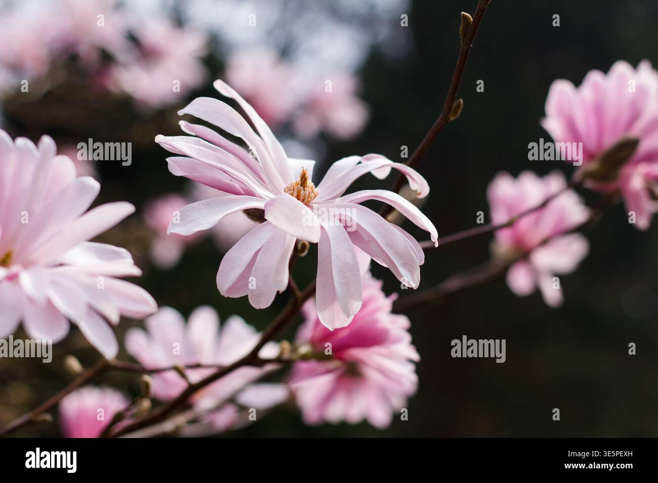 Magnolia x loebneri "Raspberry Fun", ramo con fiori rosa chiaro a forma di stella, sfondo bokeh sfocato, fiore con numerosi petali primo piano Foto Stock