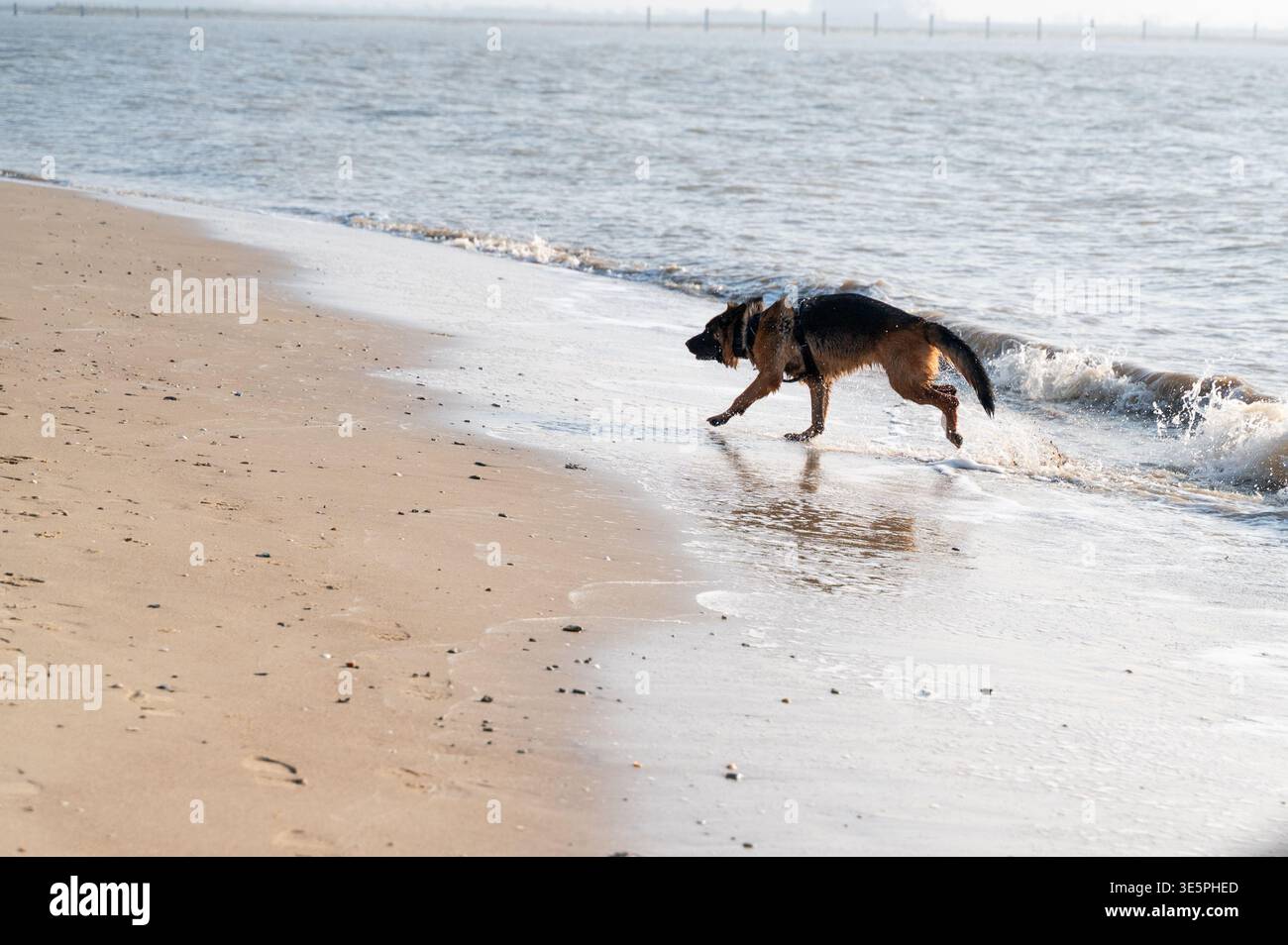Il cane insegue il giocattolo. Il vivace cane si sposta rapidamente dall'oceano alla spiaggia mentre prende il giocattolo Foto Stock