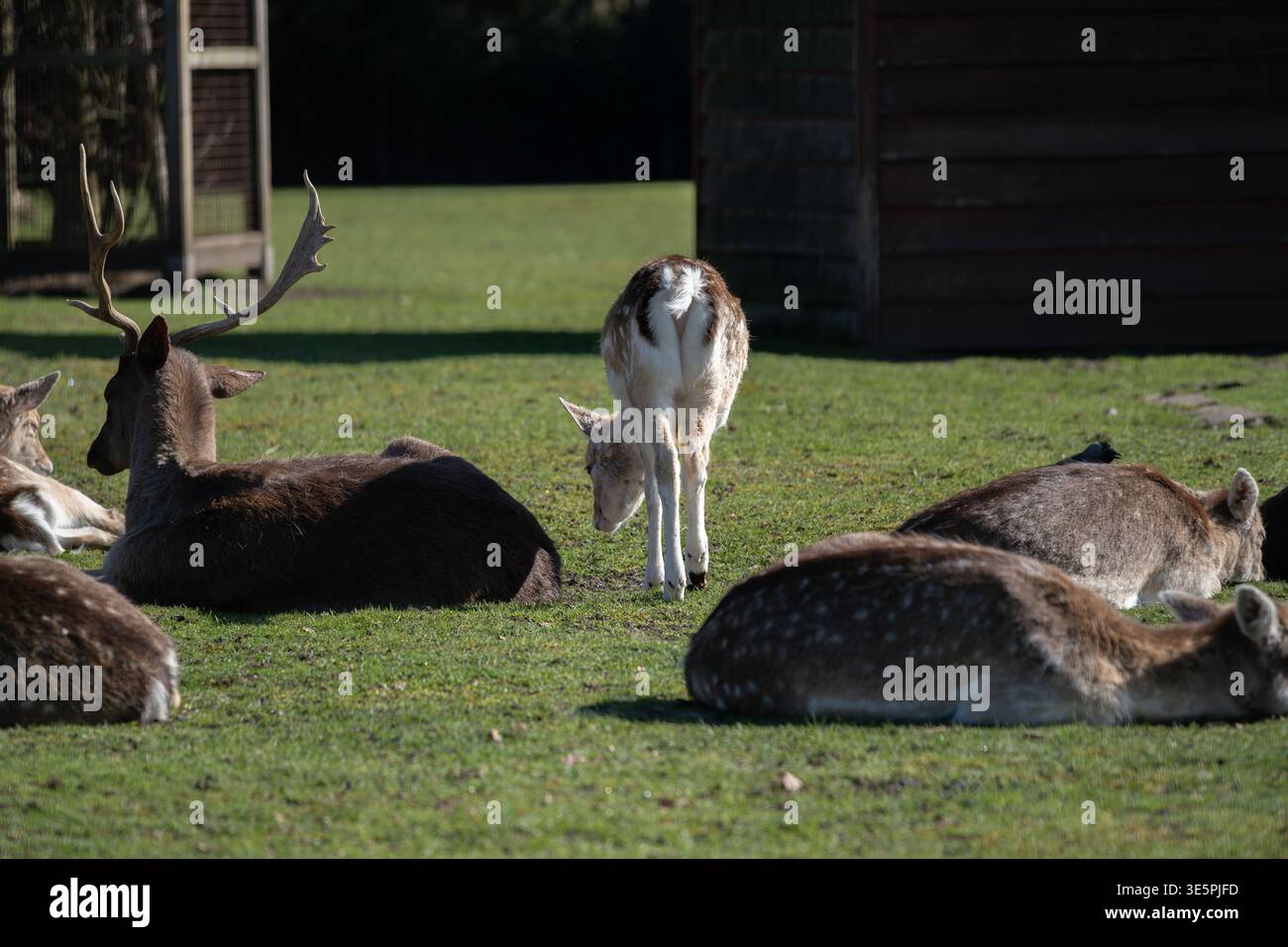 Mandria di cervi che riposano sull'erba nella natura tranquilla del parco Foto Stock
