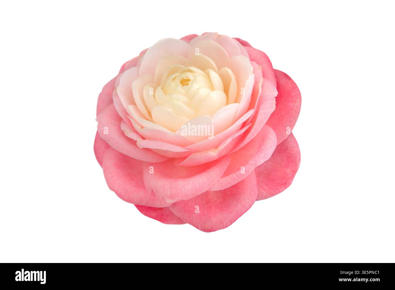 Vista laterale di un doppio fiore di camelia japonica con petali che svaniscono dal centro cremoso ai bordi rosa tenui, isolati su sfondo bianco. Elegante botanico Foto Stock