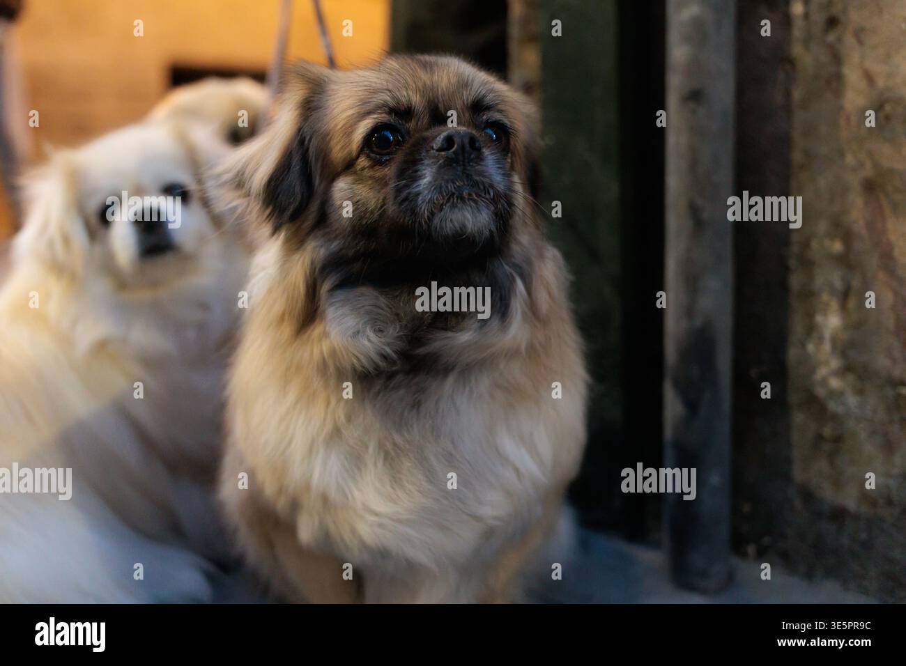 Un cane spagnolo tibetano di colore fawn in primo piano osserva un evento di strada di notte durante la settimana Santa di Alcoy, Spagna Foto Stock