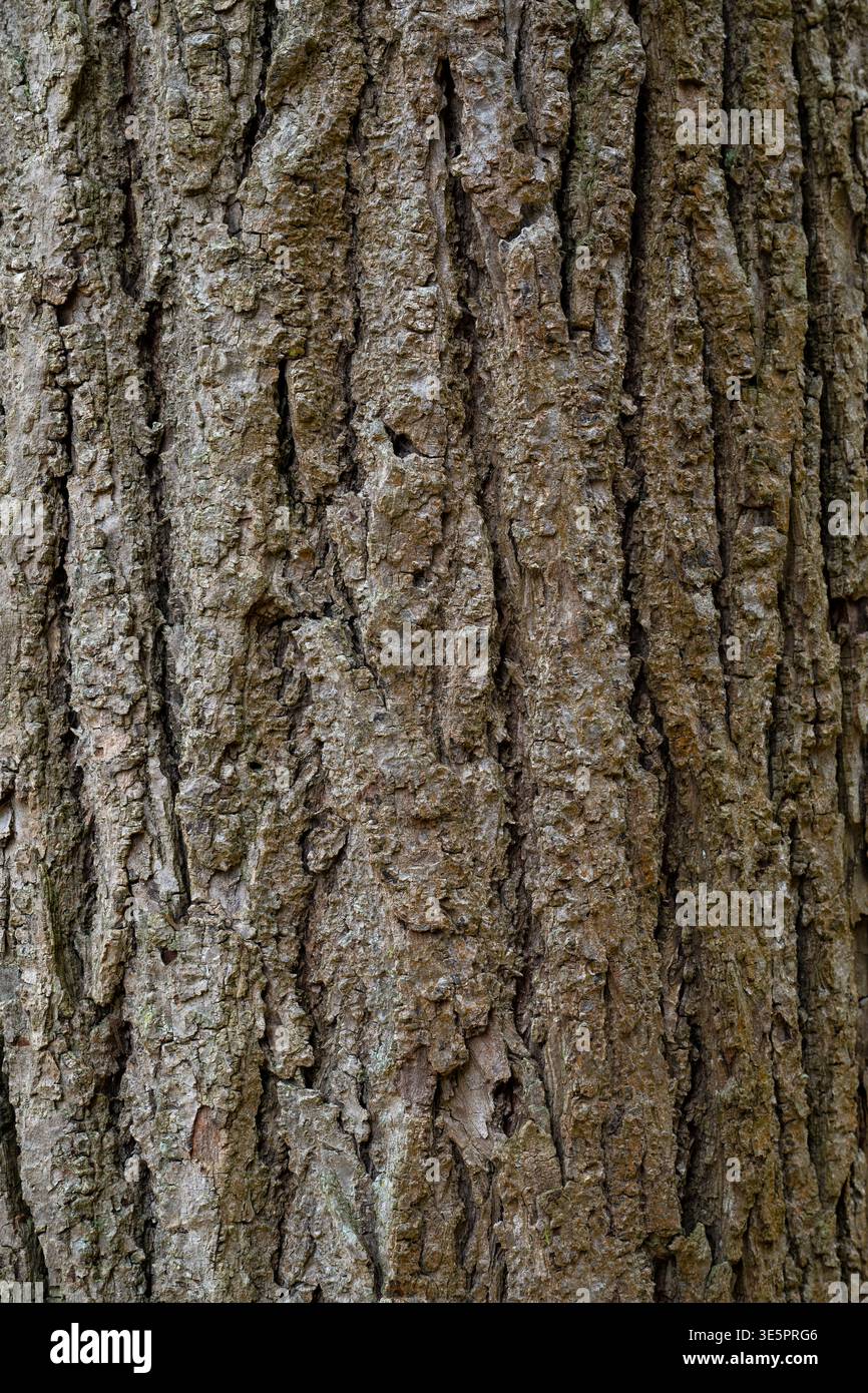 Superficie della corteccia di un albero Foto Stock