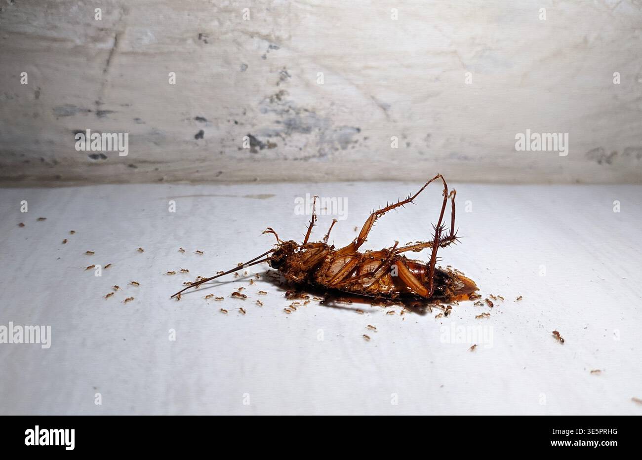 Cockroach capovolto. Formiche che scaldano uno scarafaggio morto per terra. Macrofotografia degli scavengers naturali e del processo di decomposizione dei parassiti. Foto Stock