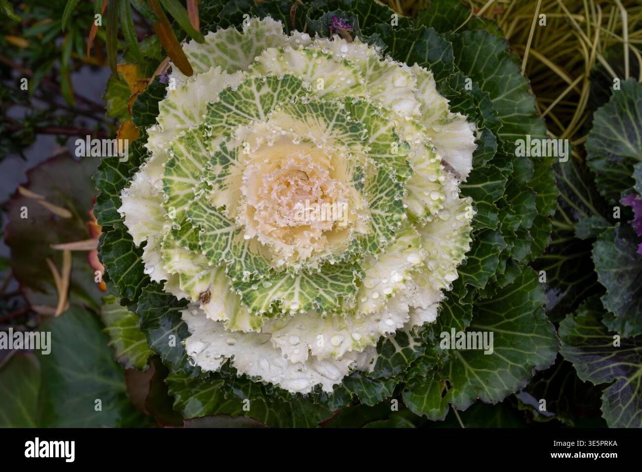 Testa di cavolo con goccia d'acqua Foto Stock