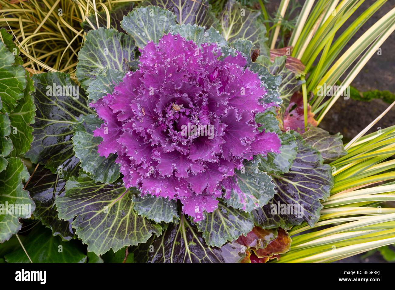 Testa di cavolo con goccia d'acqua Foto Stock