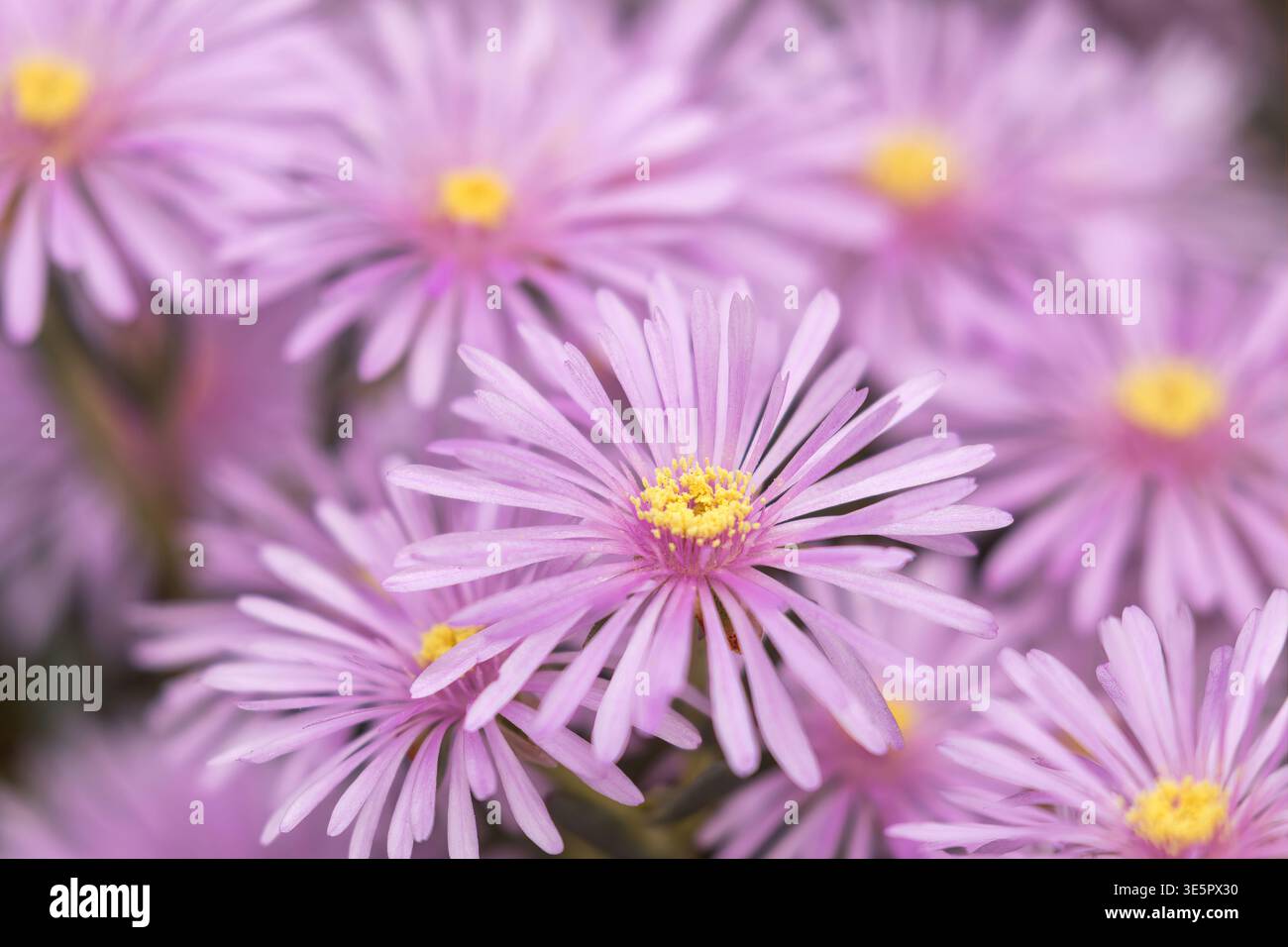 Un morbido e sognante primo piano di delicati fiori rosa-viola con centri gialli brillanti, catturati con una messa a fuoco superficiale su uno sfondo delicatamente sfocato. Foto Stock