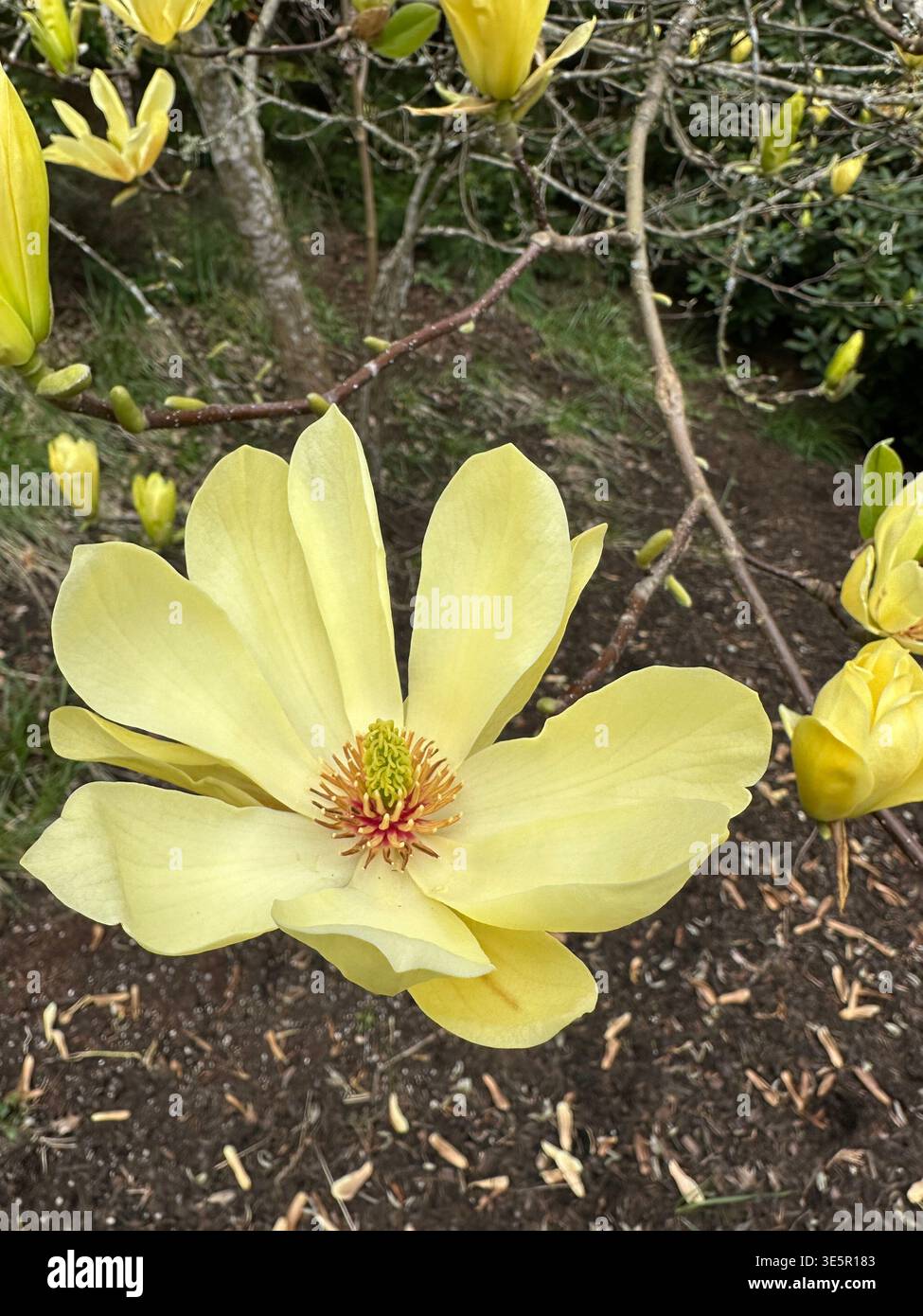 Bellissimi fiori gialli di magnolia su un albero in primavera. Foto Stock