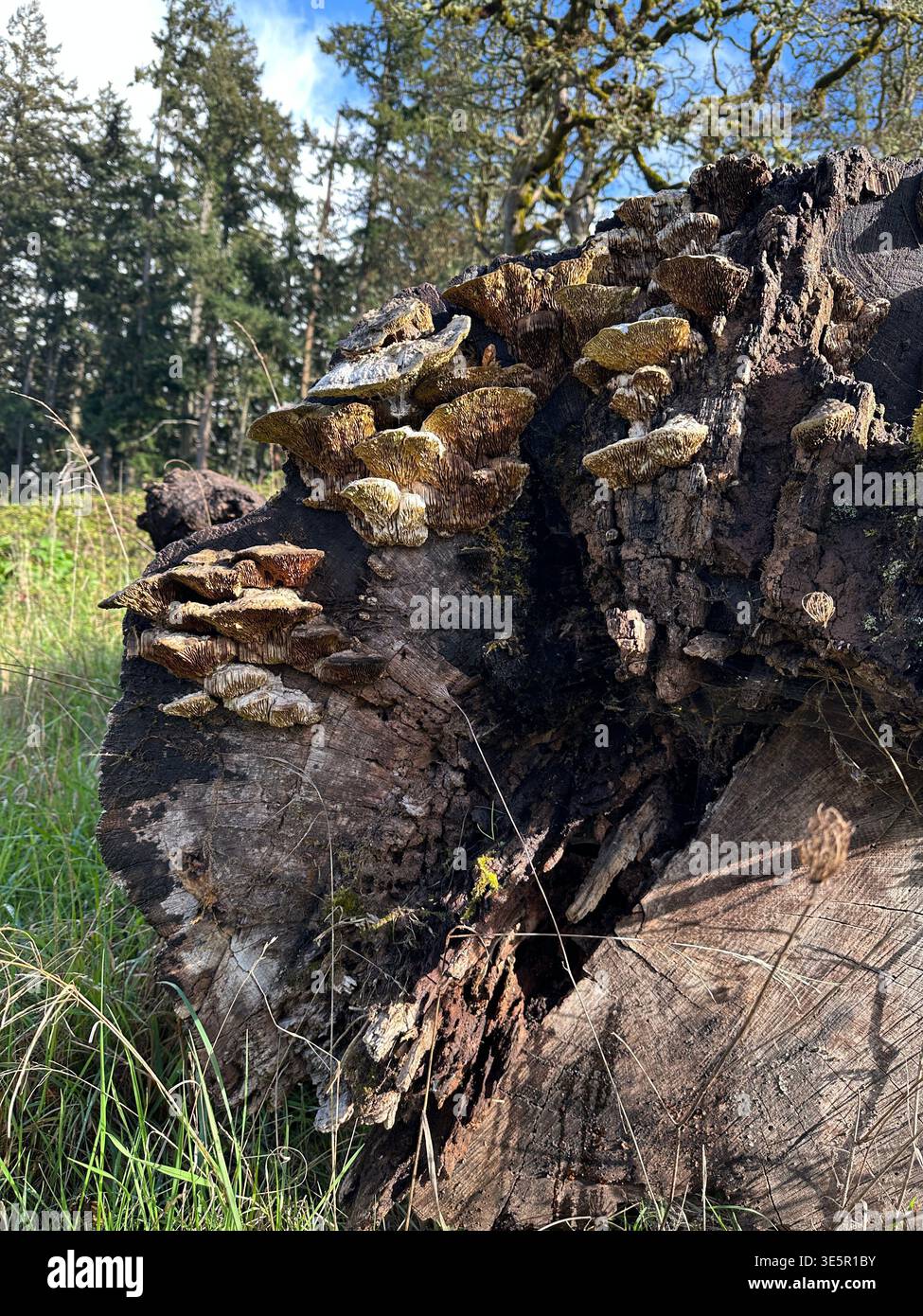 Funghi di quercia mazegill che crescono su un albero in putrefazione. Foto Stock