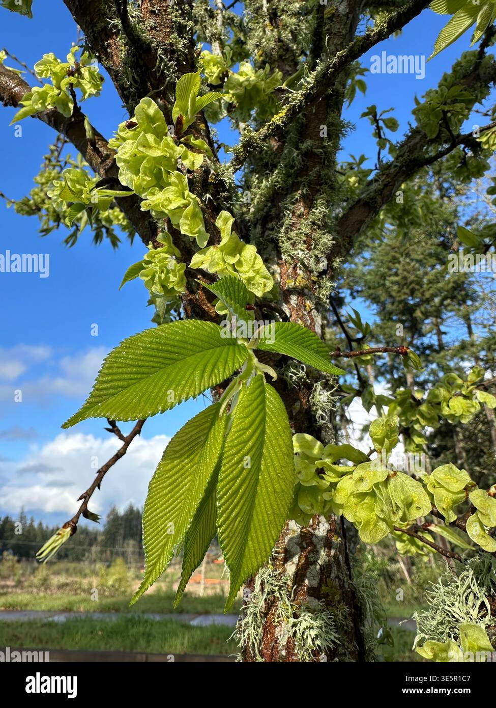 Nuova crescita di foglie in primavera su un albero di acero bigleaf. Foto Stock