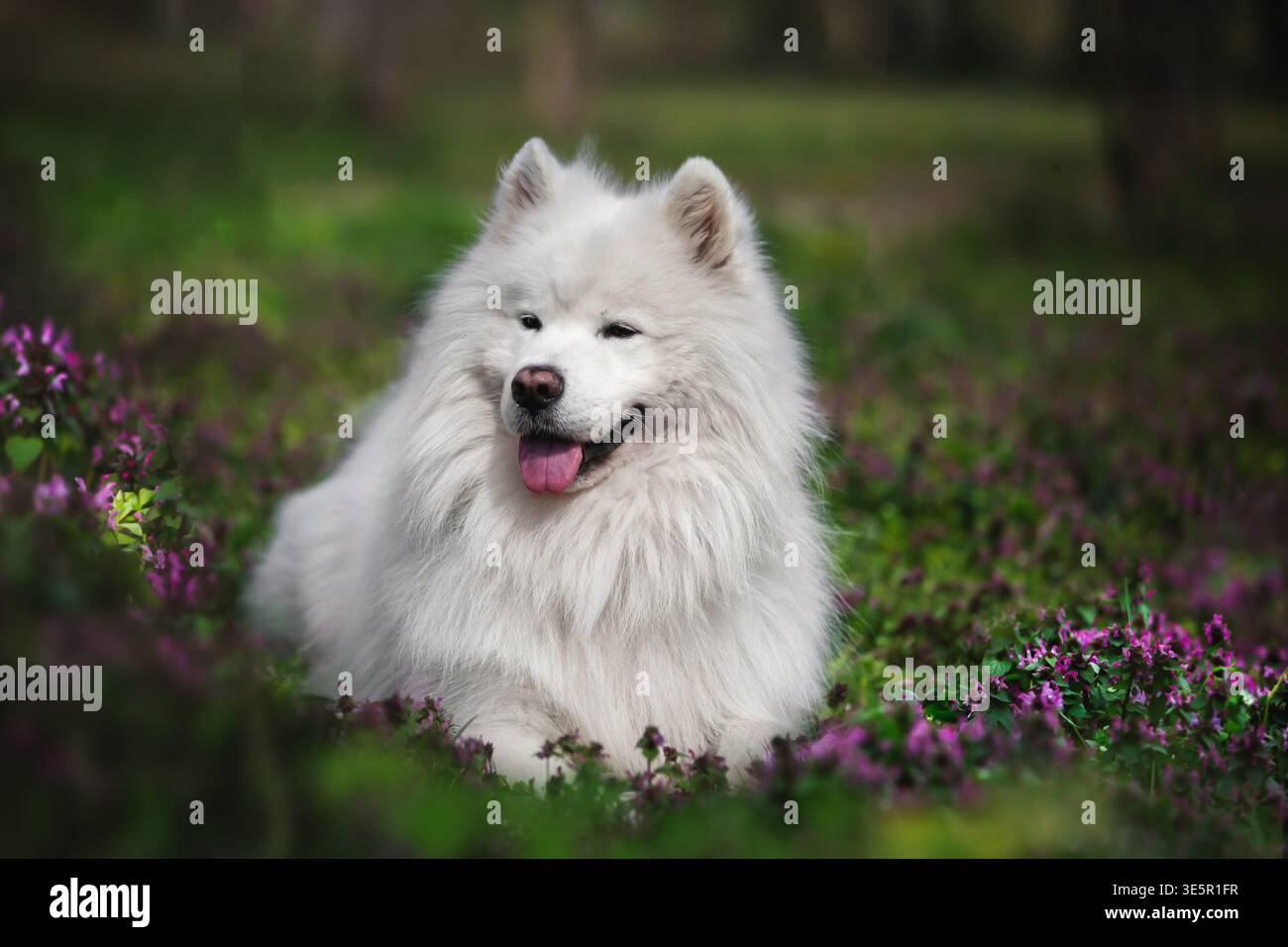 Adorabile cane samoidato giacente in un campo di fiori selvatici viola in una foresta primaverile, che sembra sorridere con la bocca aperta e la lingua fuori. Luminoso, colorato Foto Stock