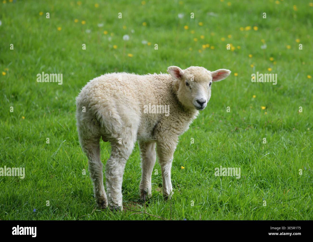 Agnello singolo in Field Northamptonshire Regno Unito Foto Stock