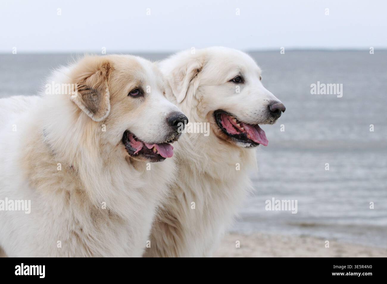 Due cani dei grandi Pirenei in piedi leggermente sfalsati l'uno dietro l'altro, con solo la testa e il petto visibili. Sullo sfondo il mare crea una calma Foto Stock