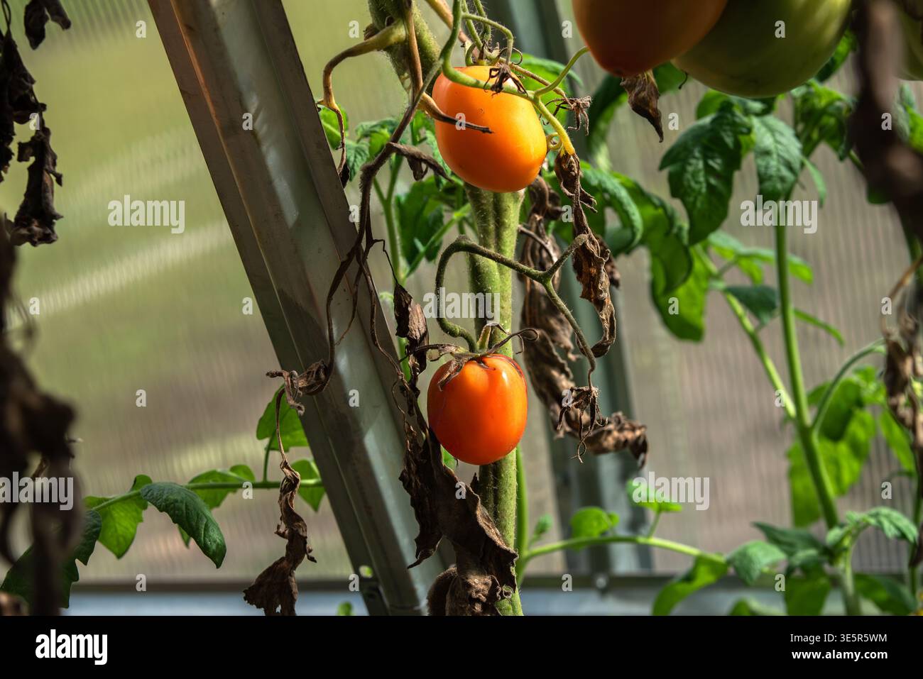 Due pomodori rossi-arancia maturi che crescono su una vite in una serra con foglie verdi e fogliame marrone essiccato. Foto Stock
