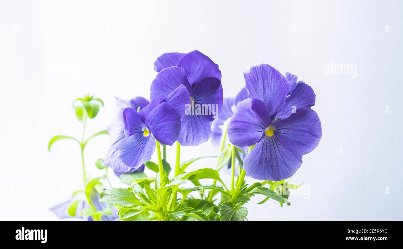 Freschi fiori viola con luce naturale soffusa su uno sfondo pulito. Ideale per temi primaverili, giardinaggio, benessere e design floreale Foto Stock