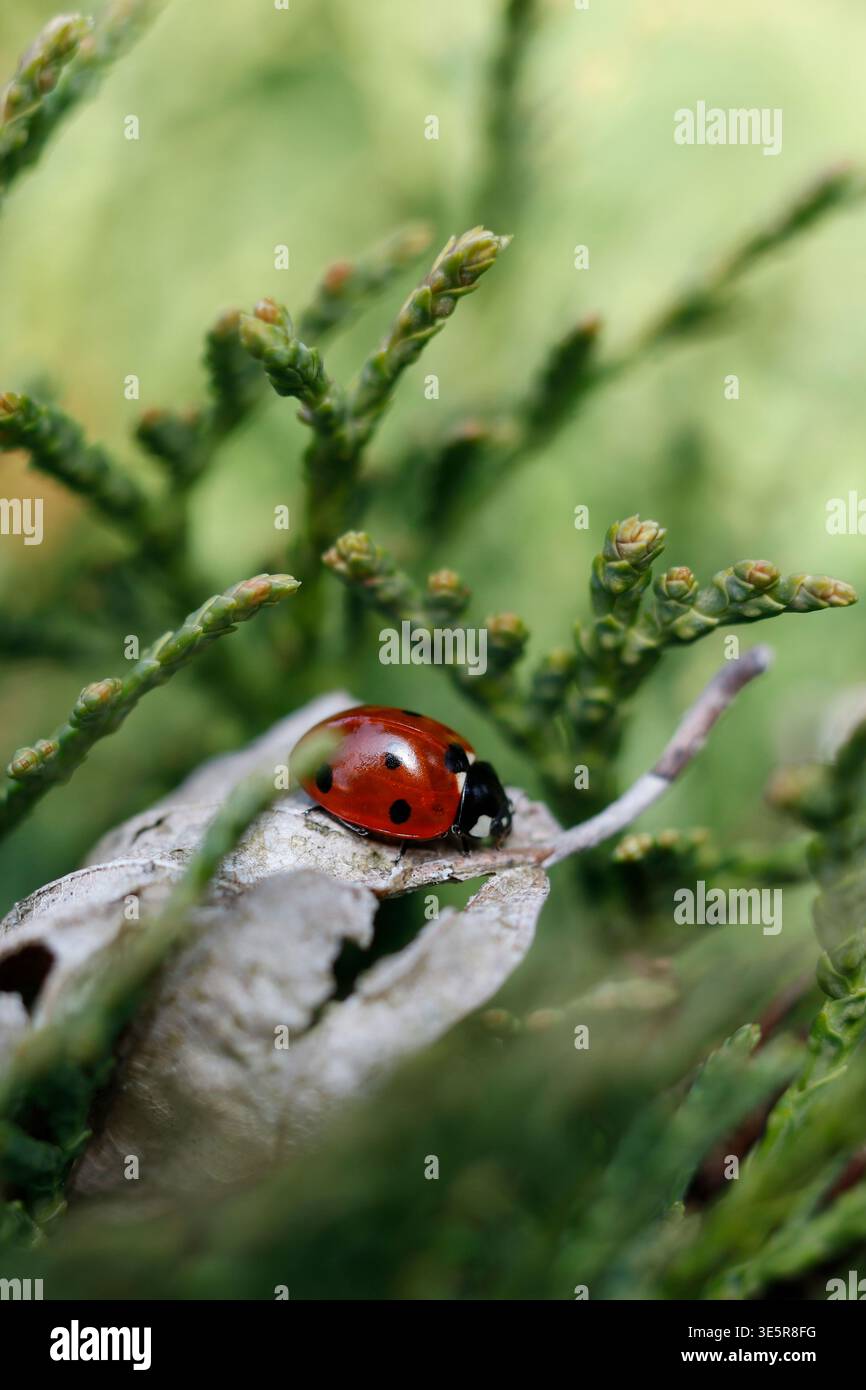 Macro di un coccinello a sette macchie su una filiale Evergreen Foto Stock