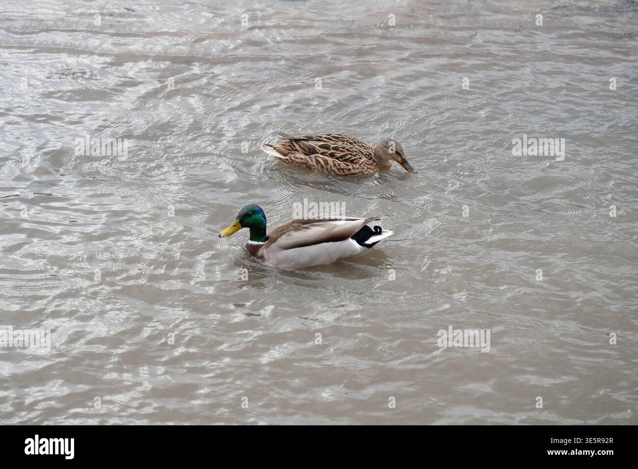 Coppia di anatre domestiche, uomini e donne, che nuotano insieme in un fiume con acqua increspata. Foto Stock