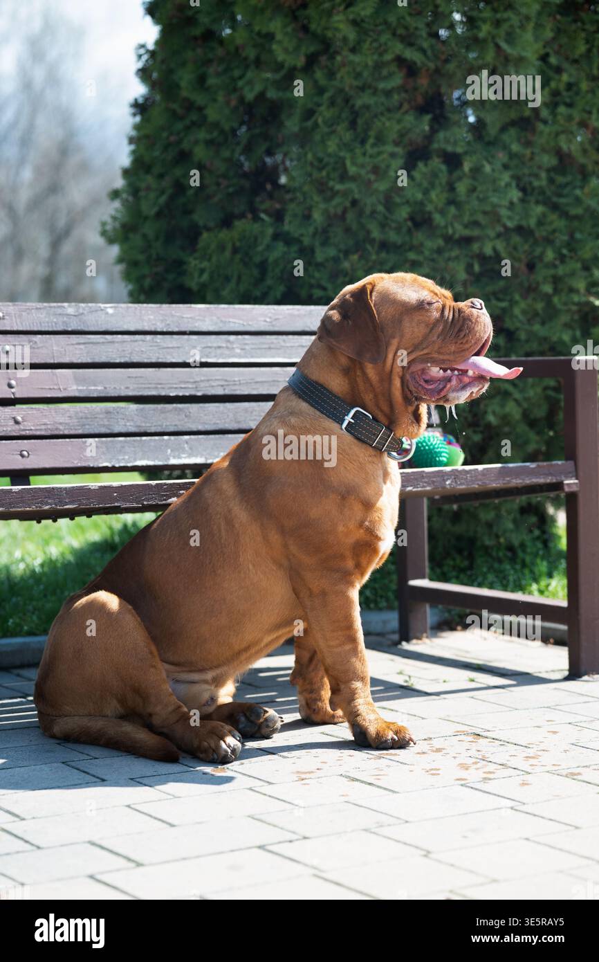 Profilo completo di un Dogue de Bordeaux (mastino francese) seduto su un sentiero asfaltato in un parco soleggiato. Foto Stock