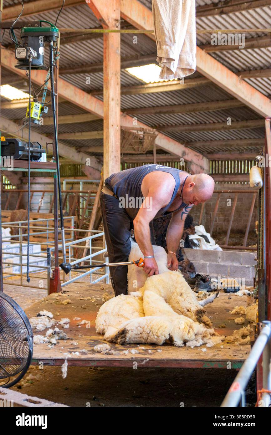 Tagliatrice professionale che rimuove la lana da una pecora su una piattaforma di legno rialzata all'interno di un fienile agricolo northumberland che fa tosatura Foto Stock