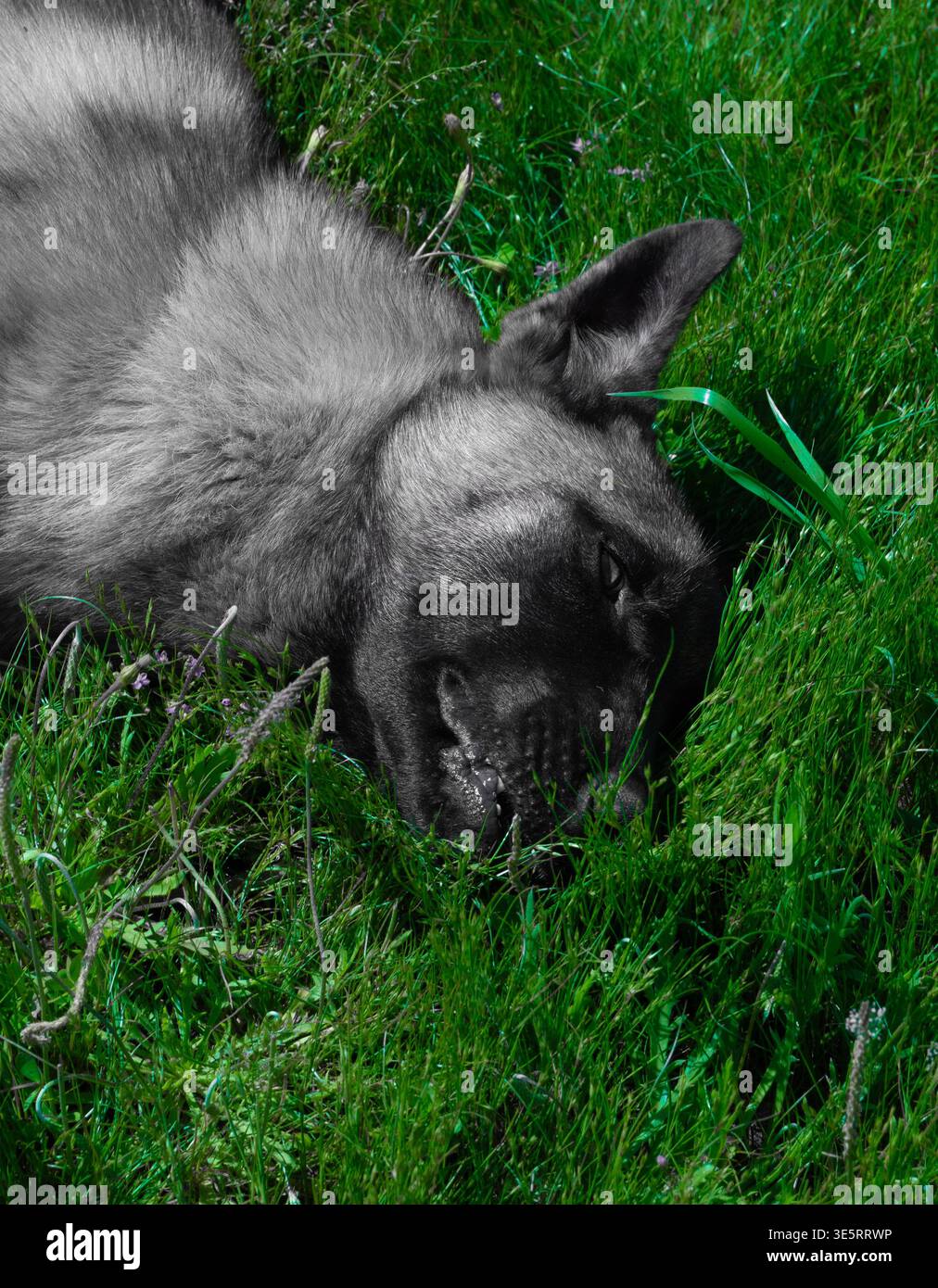 Cane belga Malinois disteso rilassante nella fattoria Green Grass all'aperto Marocco Foto Stock