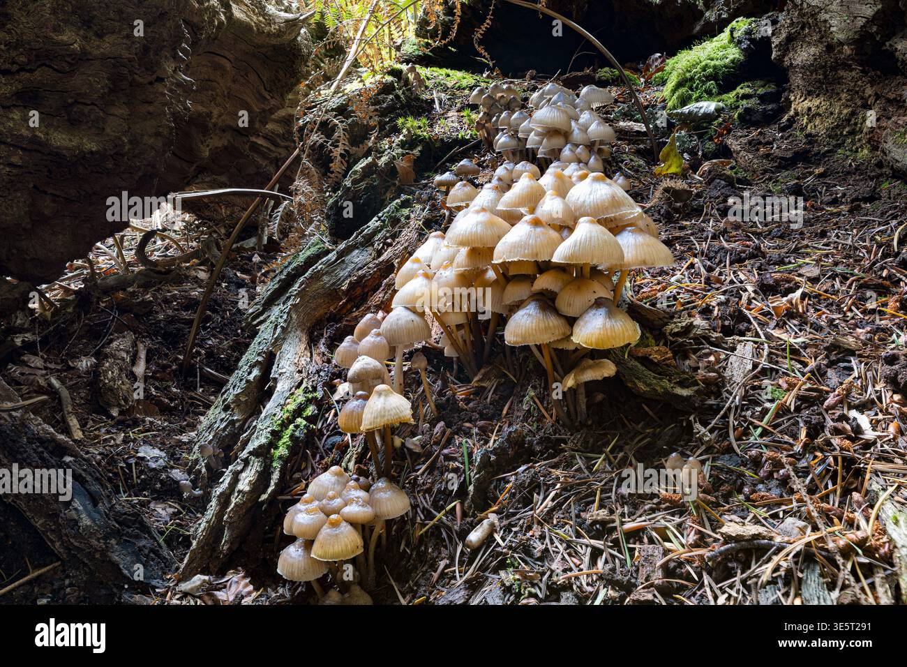 Common Bonnet, New Forest, Hampshire, Regno Unito. Foto Stock