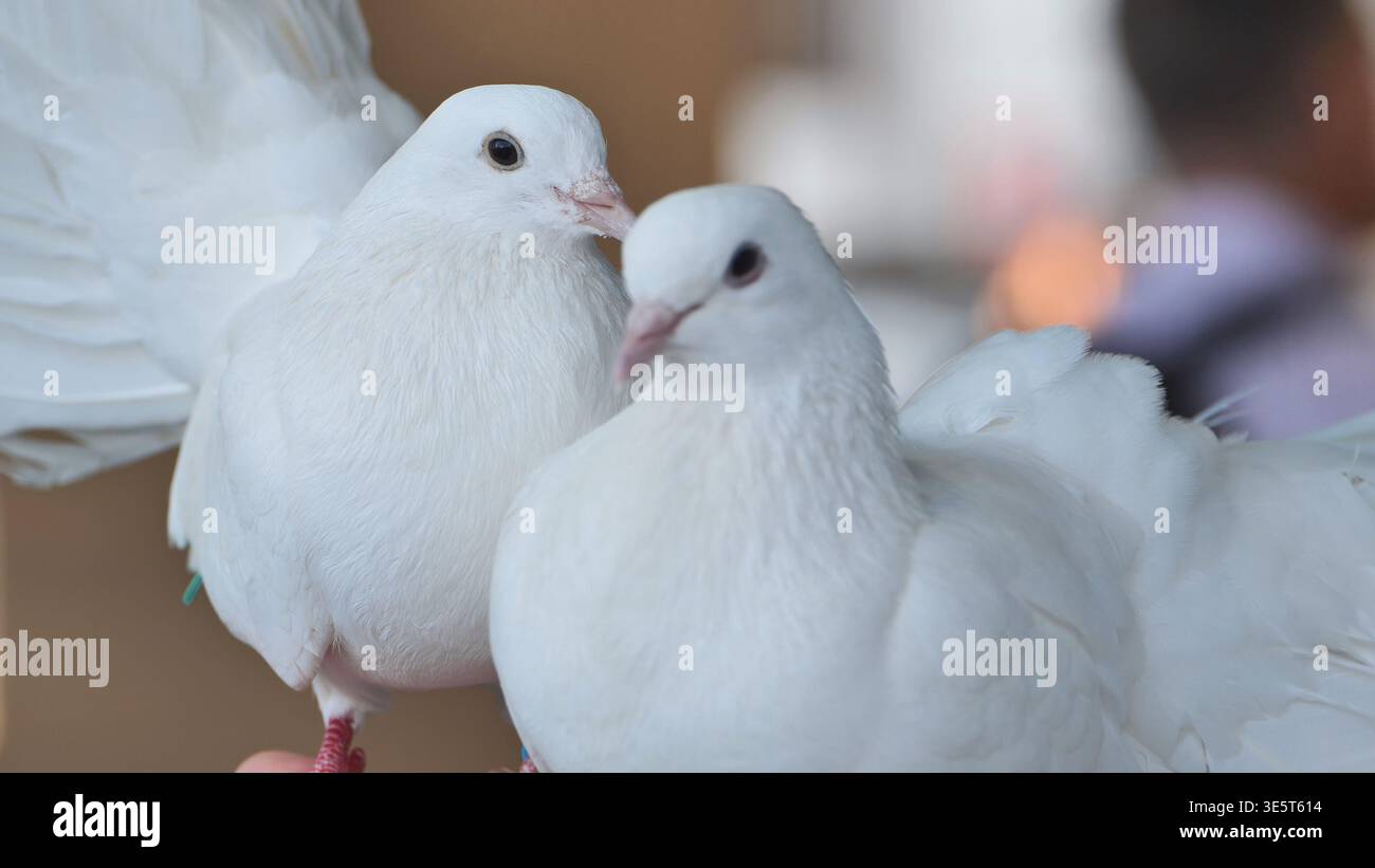 Colombe bianche che rappresentano pace e amore su uno sfondo luminoso e morbido Foto Stock