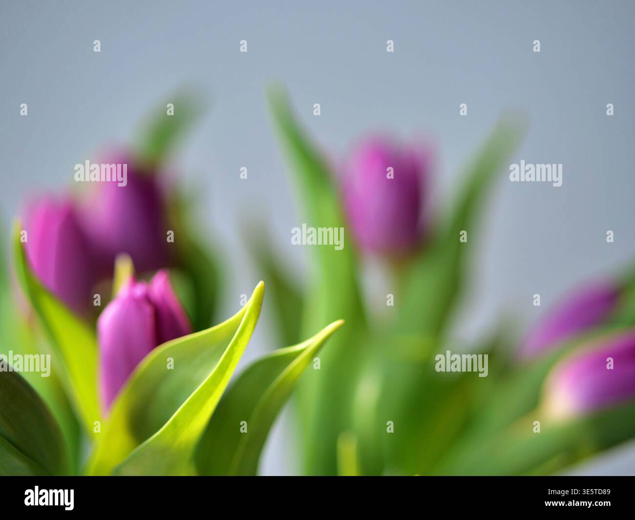 Primo piano di tulipani rosa e viola con foglie verdi vivaci in una luce naturale soffusa. Bouquet primaverile fresco con poca profondità di campo e sfocato Foto Stock