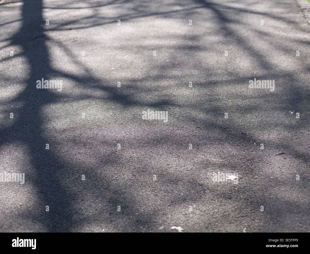 Primo piano di ombre scure sugli alberi su asfalto grigio. Motivi d'ombra assolati sul vialetto pavimentato. Struttura della strada asfaltata con sagome di alberi. Abst. Naturale Foto Stock