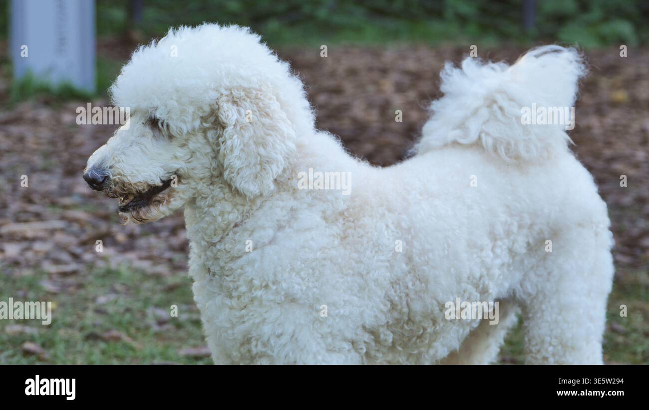 Barboncino bianco in piedi lateralmente, con il suo caratteristico cappotto riccio Foto Stock