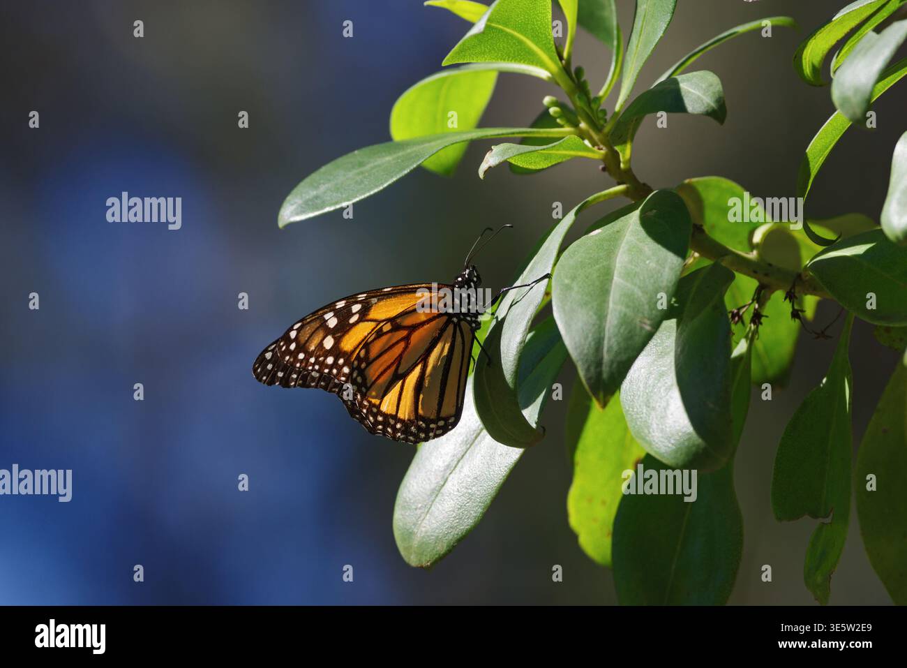 Una farfalla Monarch appollaiata su un ramo del Monarch Butterfly Grove a Pismo Beach, California. Foto Stock