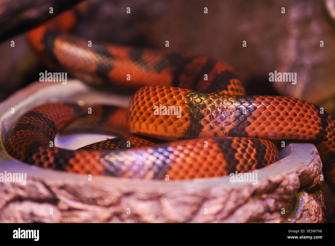 Serpente colorato appoggiato su una pietra in un recinto Foto Stock