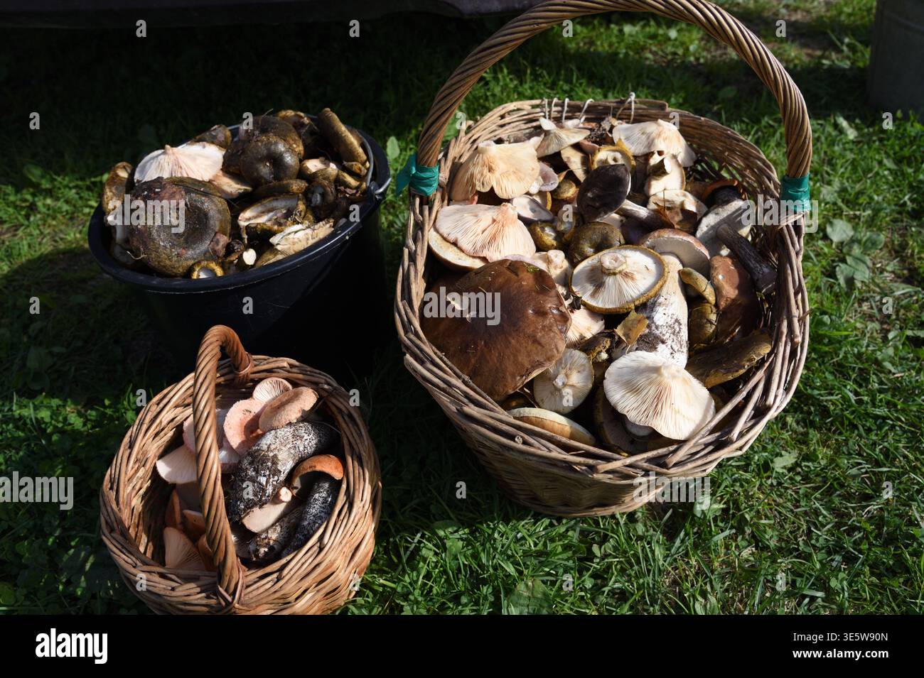 Cesti di funghi selvatici dopo il foraggiamento in campagna Foto Stock