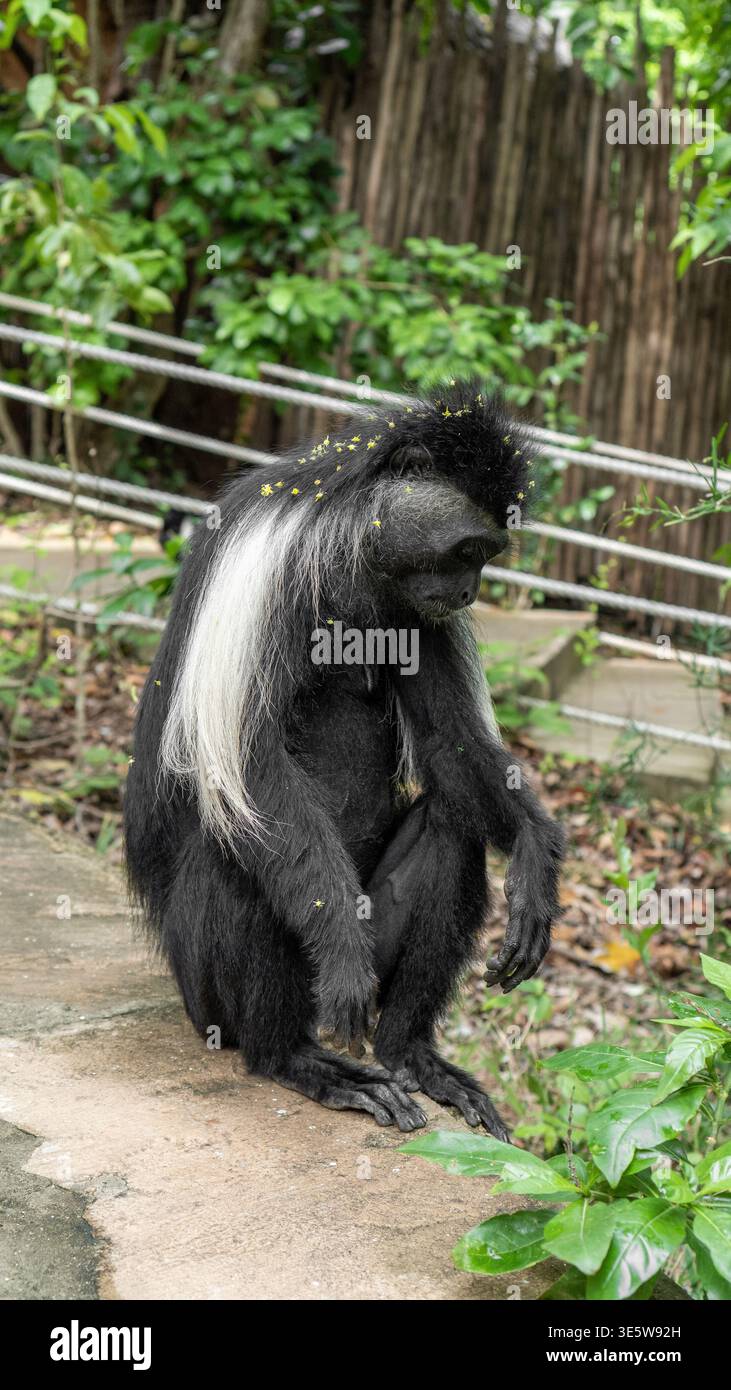 adulto con scimmia colobus seduta Foto Stock