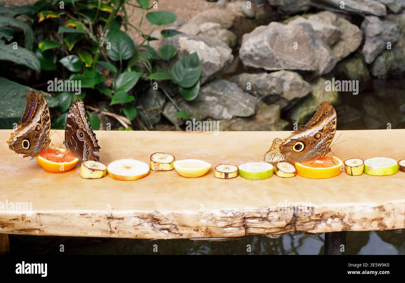 Le farfalle del gufo gigante e la farfalla della morfo blu che si nutrono di fette di frutta nei Victoria Butterfly Gardens, Vancouver Island, British Columbia, Canada Foto Stock