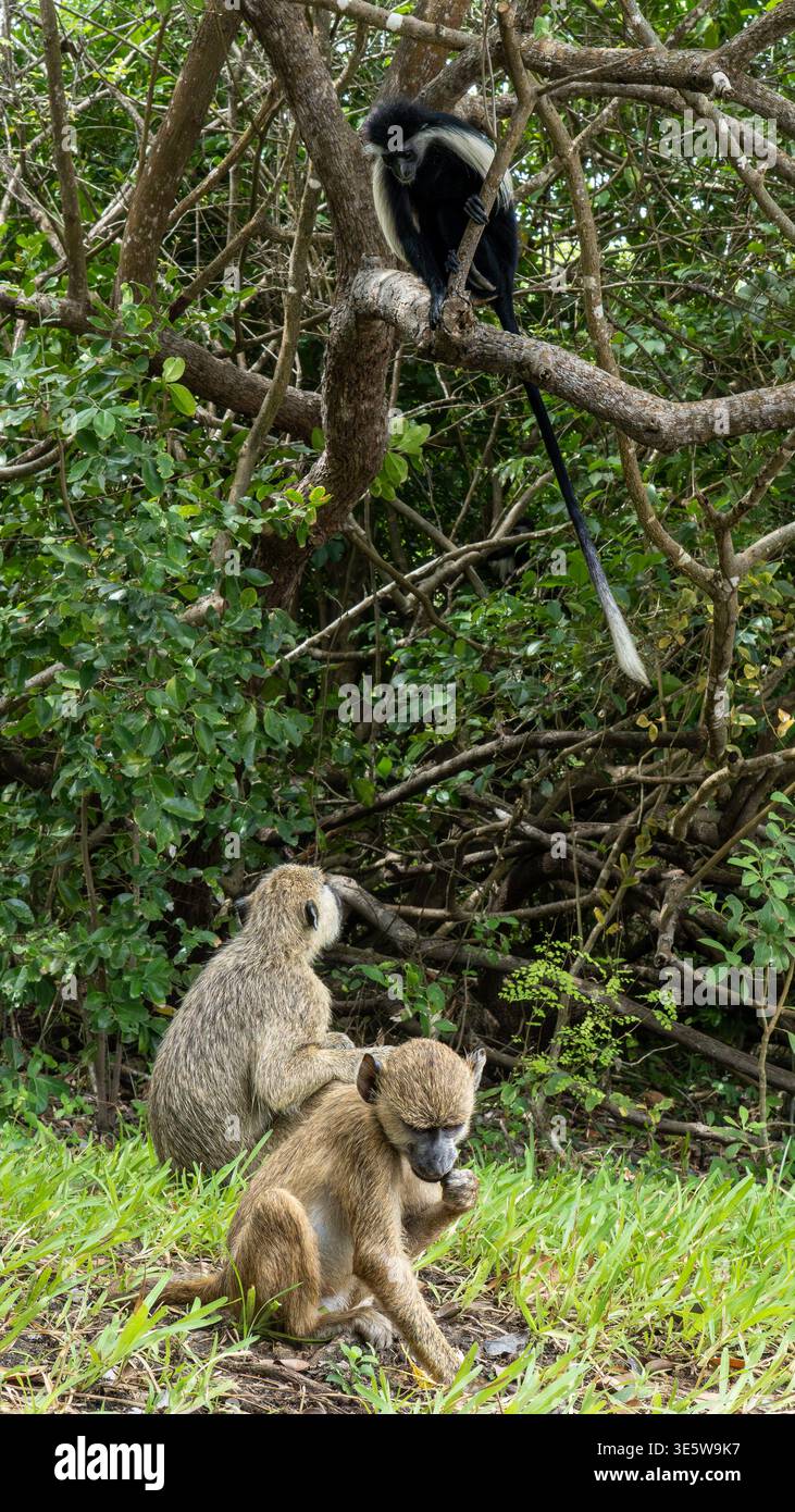 Babbuini a terra con scimmie colobus che riposano sopra nel baldacchino degli alberi, scena della foresta africana Foto Stock