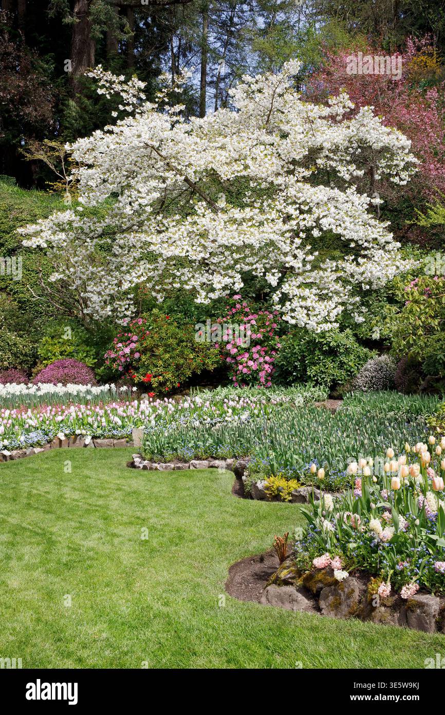 Fiori primaverili nel giardino sommerso dei Butchart Gardens, Isola di Vancouver, Columbia Britannica, Canada. Foto Stock