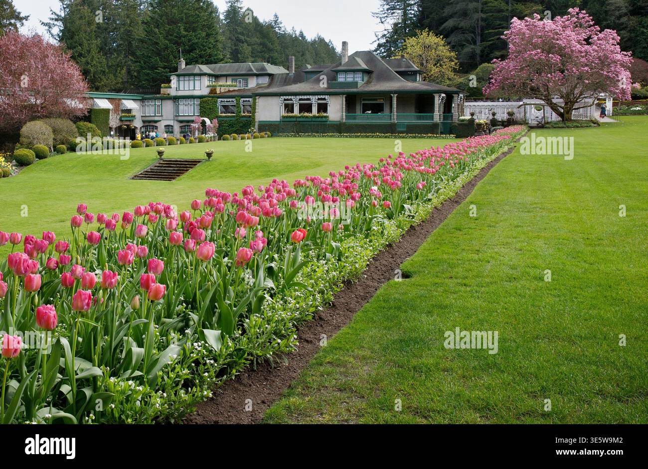 Tulipani primaverili e prato verde fuori dal ristorante presso i Butchart Gardens sull'Isola di Vancouver, British Columbia, Canada Foto Stock