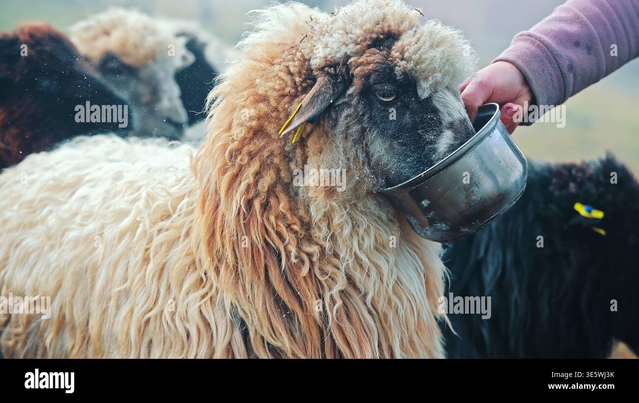 Woolly Sheep beve dal Farmers Metal Bowl. Primo piano di una pecora lanosa che beve da una ciotola di metallo tenuta da un agricoltore, mostrando cura del bestiame su una Foto Stock