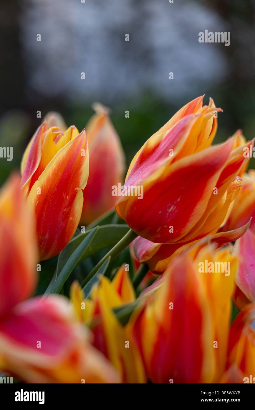 I tulipani variegati arancioni, gialli e rosa prosperano in una vista ravvicinata, mostrando i loro petali radiosi e i boccioli di sviluppo in luce solare tenue, simboliz Foto Stock