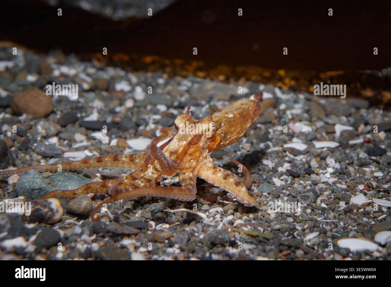 Club Pygmy Polpo Robsonella huttoni camminando attraverso fondali sabbiosi, cefalopodi della barriera corallina temperata, Breaker Bay Wellington nuova Zelanda Foto Stock