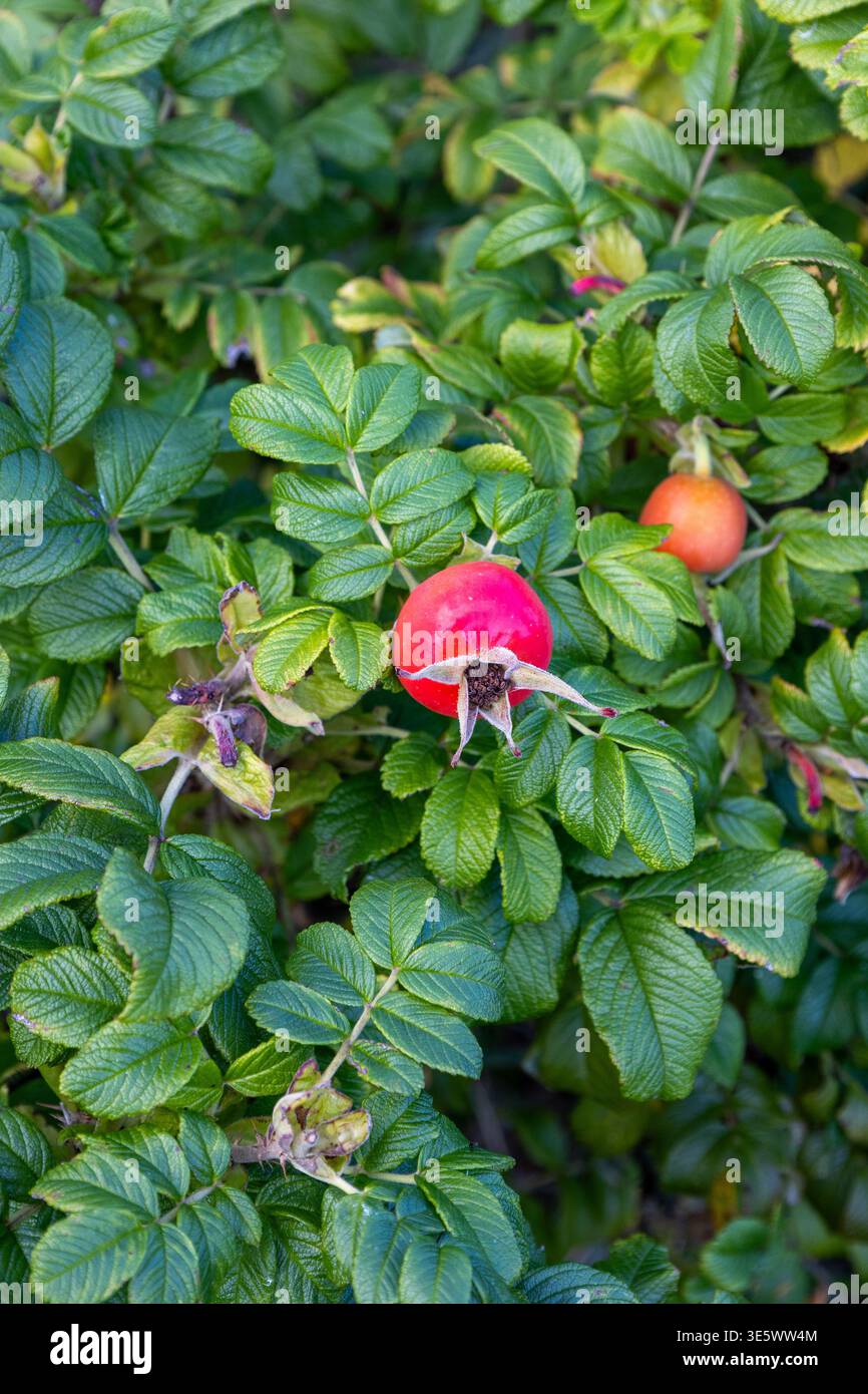 Rosehips maturi: Frutti rossi brillanti sul cespuglio spinoso della rosa selvatica in autunno Foto Stock
