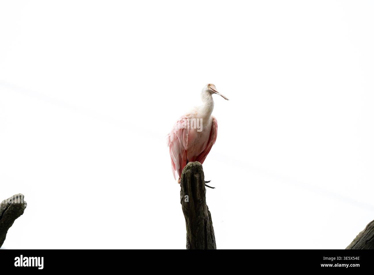 il fenicottero rosa si trova in cima a un ramo scuro e ruvido. La testa bianca contrasta il corpo rosa tenue e il becco curvo. Lo sfondo è bianco chiaro e chiaro. Flamingo S Foto Stock