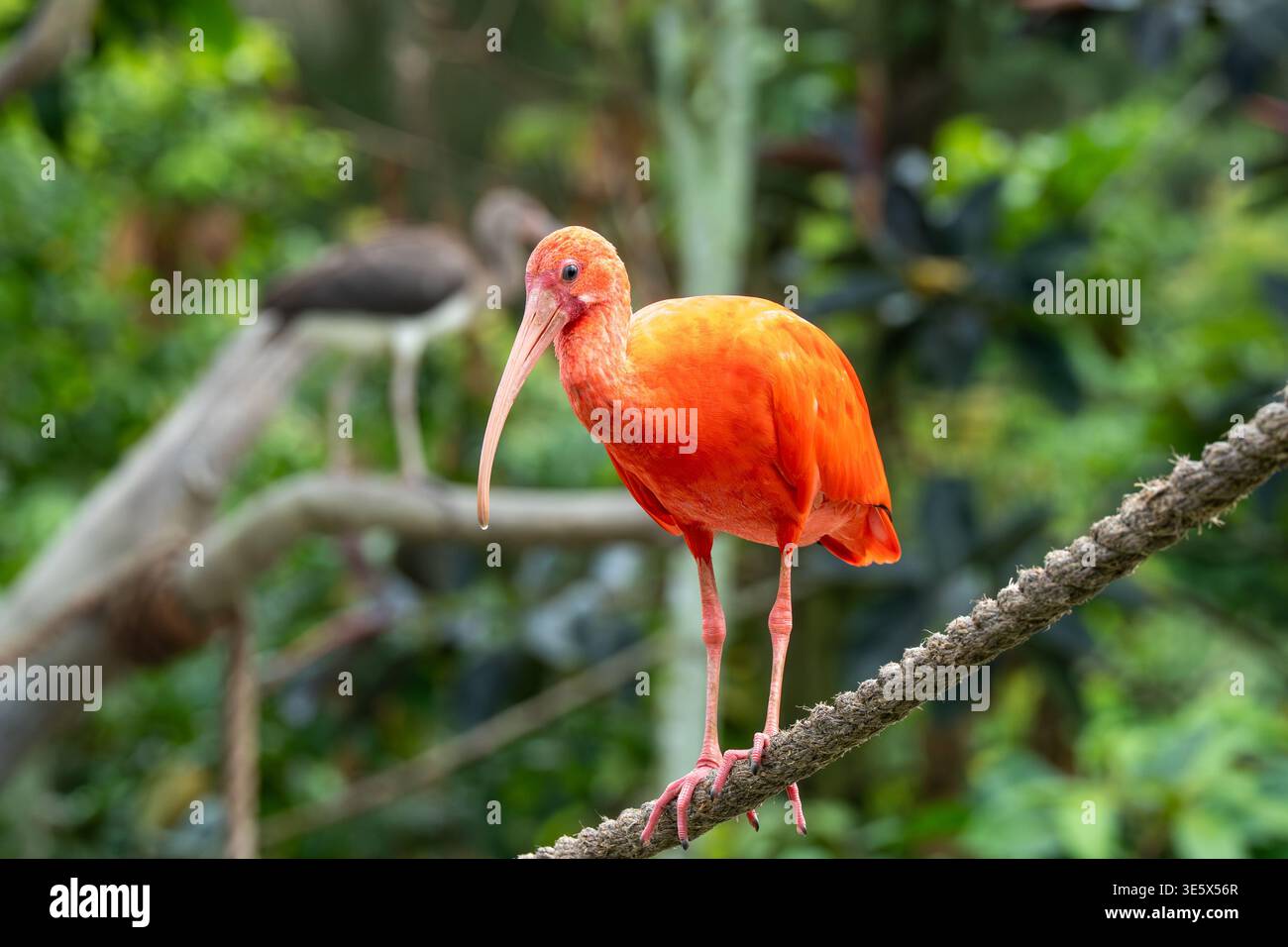 L'ibis arancione vivace si trova su una diramazione. Becco lungo e curvo e gambe sottili si distinguono. Il fogliame verde crea uno sfondo morbido e naturale. L'uccello appare Foto Stock