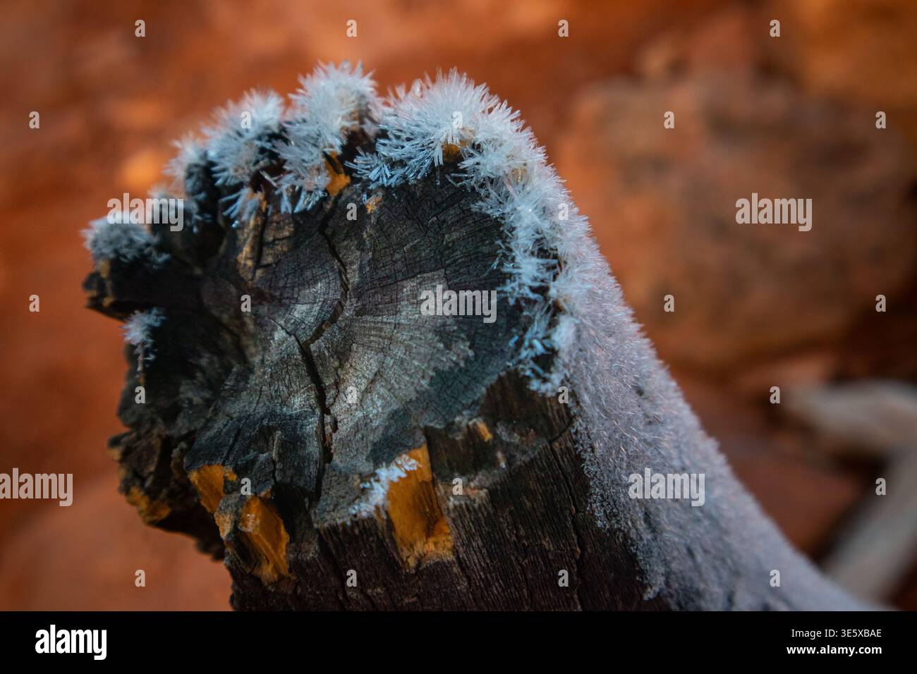 Cristalli di ghiaccio su legno del deserto intemprato nel paesaggio di rocce rosse Foto Stock