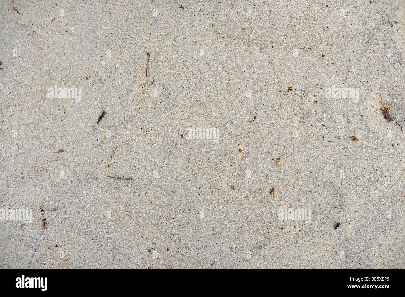 La superficie sabbiosa del terreno con impronte e detriti sparsi è mostrata in una vista ravvicinata all'esterno Foto Stock