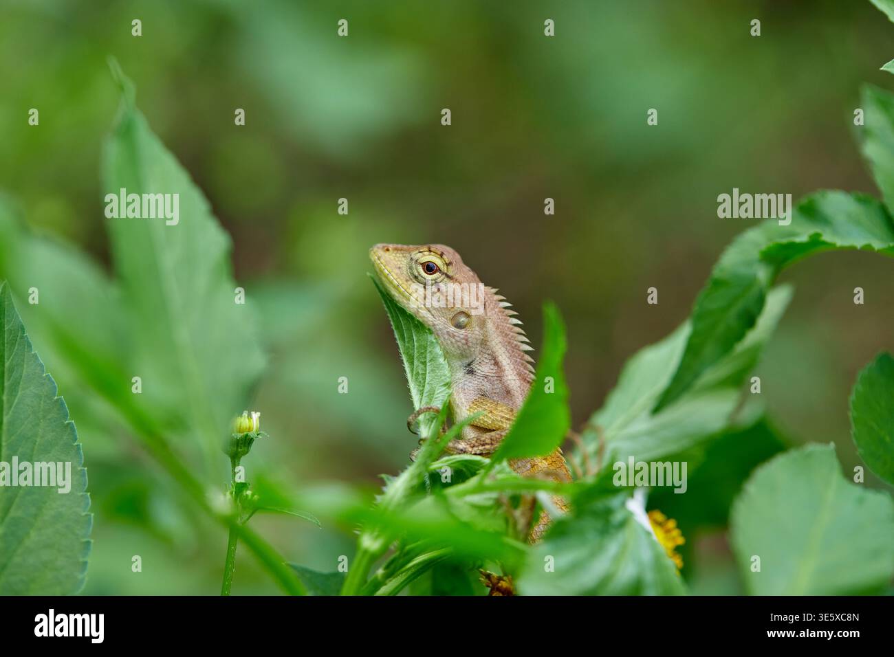 Piccola lucertola aggrappata a una foglia verde Foto Stock