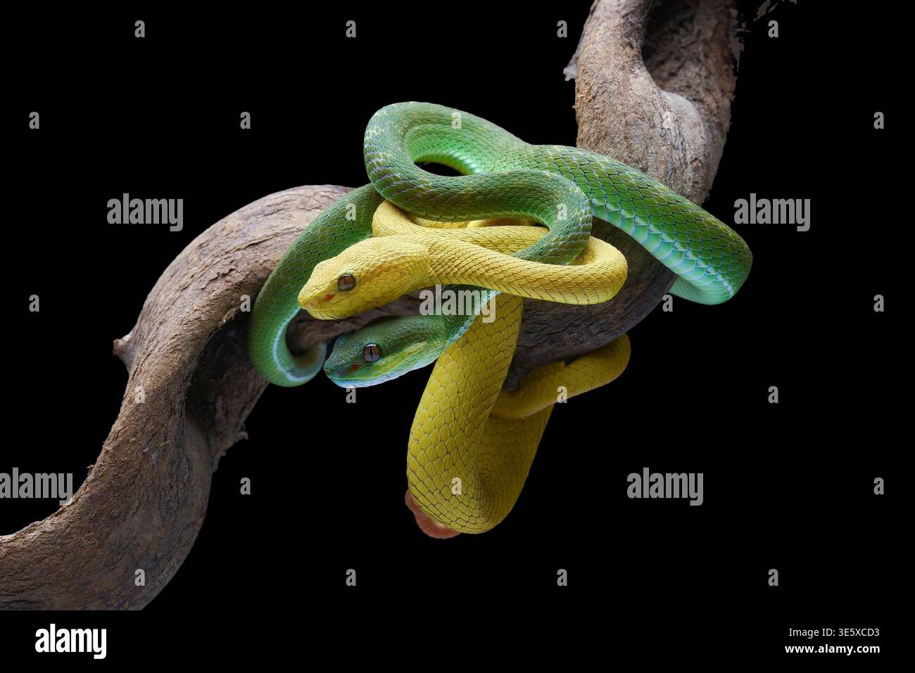 Due Vipette bianche si avvolgono insieme su un ramo d'albero Foto Stock