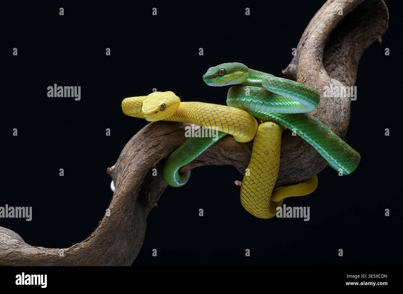 Due Vipere a labbra bianche, avvolti insieme su un ramo d'albero Foto Stock