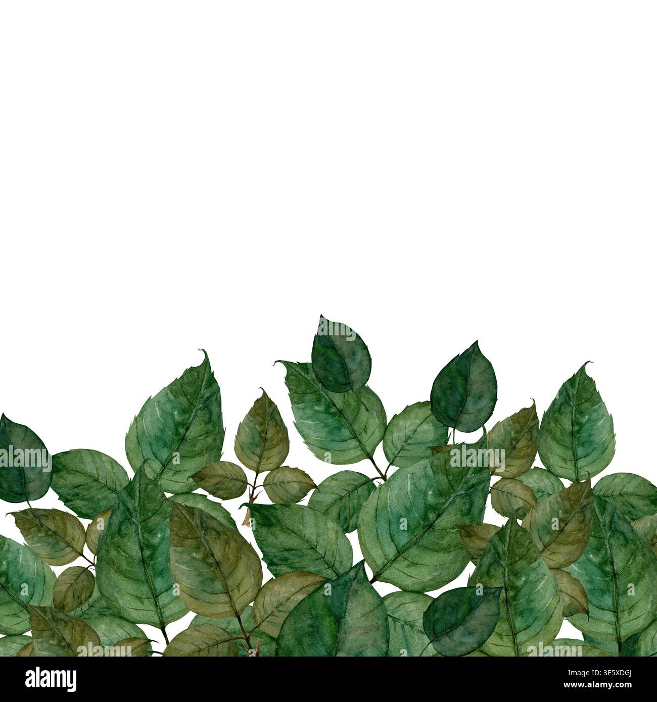 Striscione di foglie di colore verde acquerello Foto Stock