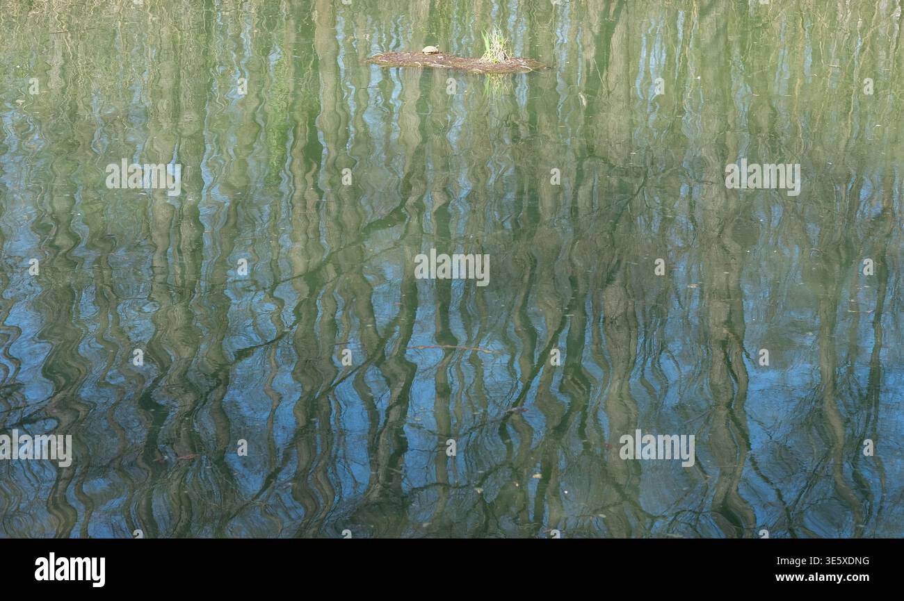 La tartaruga d'acqua dolce è seduta su un piccolo tronco circondato da acque riflettenti del fiume con riflessi astratti sugli alberi Foto Stock